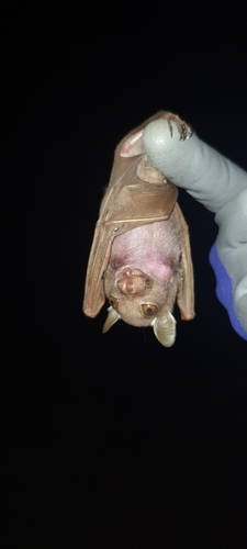 Peter's Dwarf Epauletted Fruit Bat