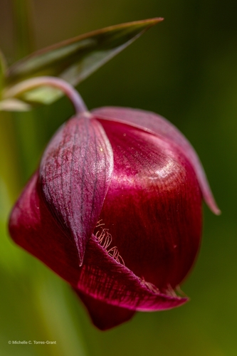 White Globe Lily