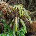 Scaly Tongue-Fern - Photo (c) Alexandre Levallois, all rights reserved, uploaded by Alexandre Levallois