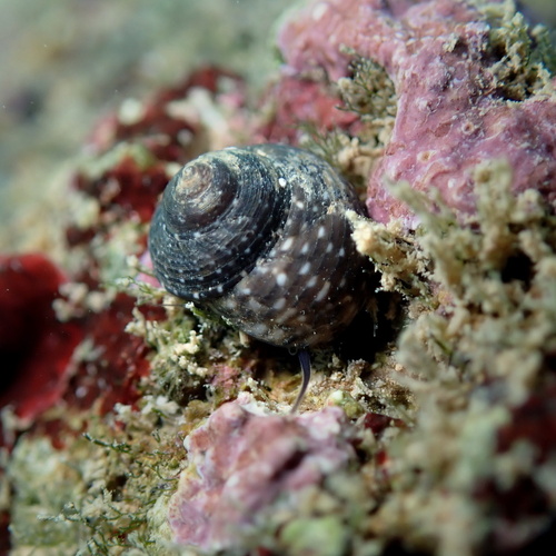 Clanculus jussieui (Payraudeau, 1826)