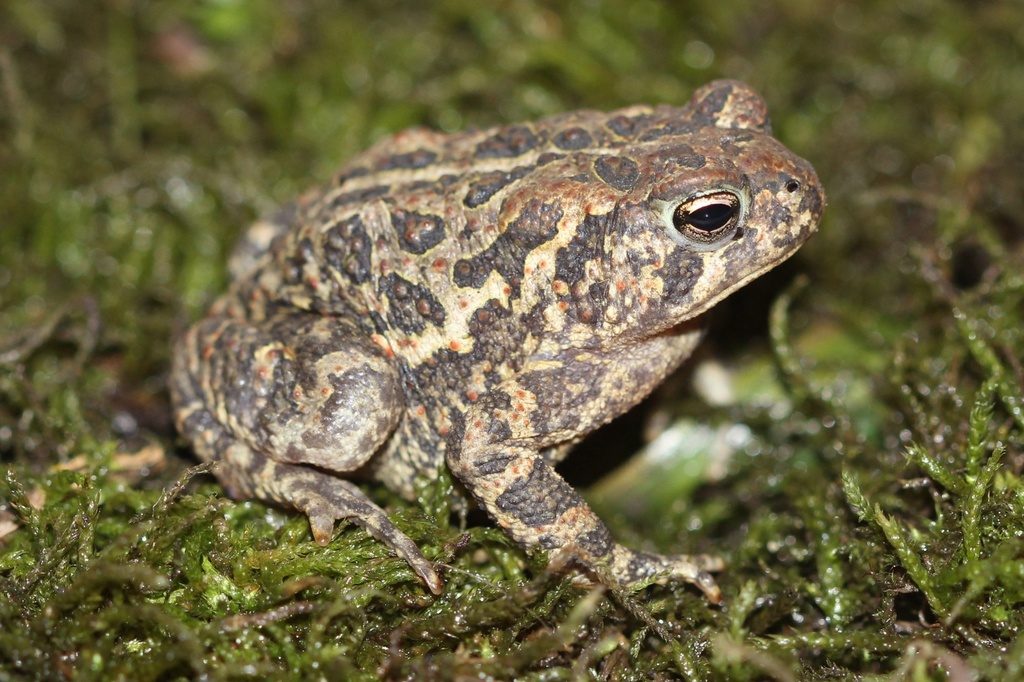 Fowler's Toad from Piney Run Park, Sykesville, MD, US on July 16, 2024 ...