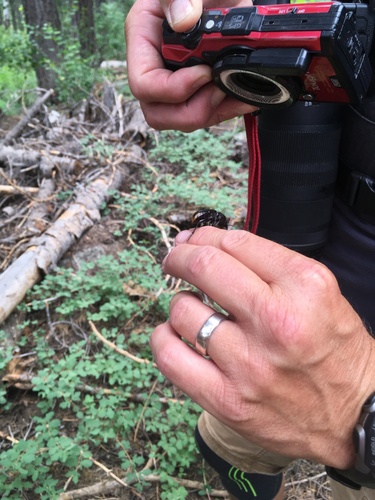 iNaturalist observation photo of Ground Beetles