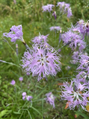 Fringed Pink