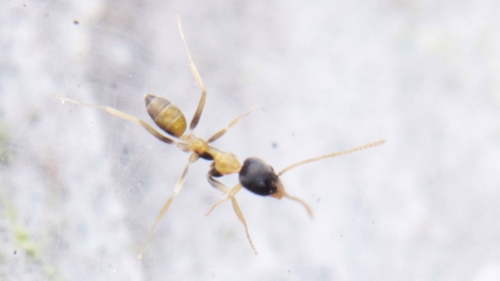 Linepithema leucomelasLinepithema leucomelas