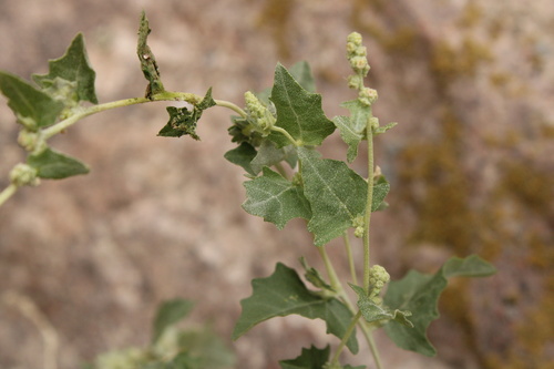 Atriplex flabellum