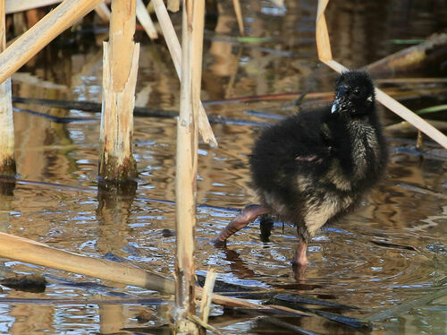 African Swamphen