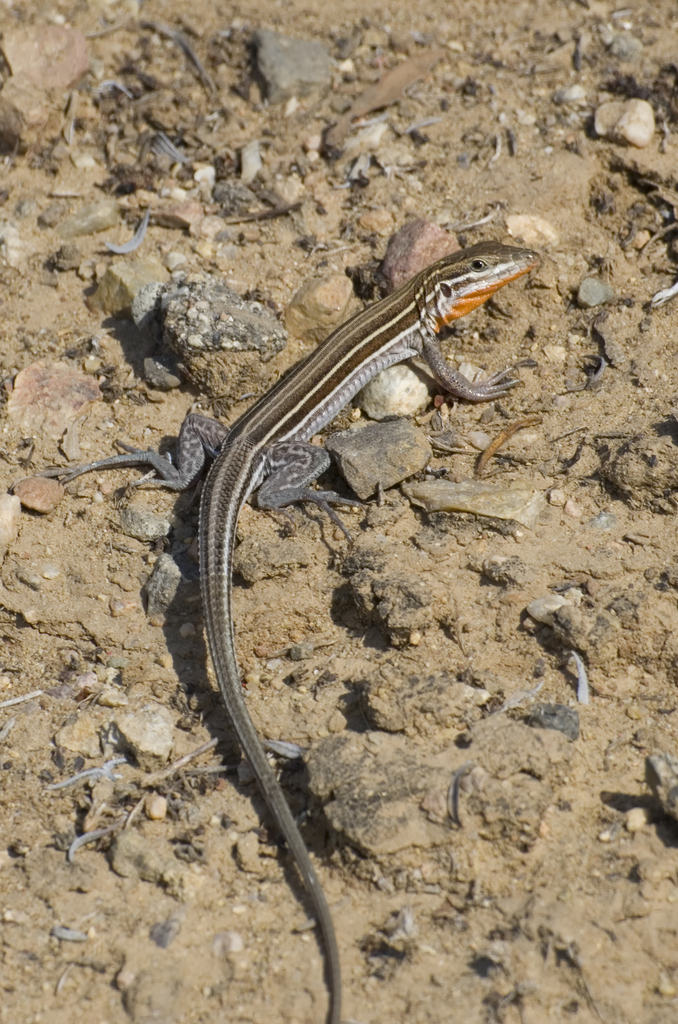 Orange-Throated Whiptail