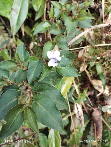 Viola steinbachii