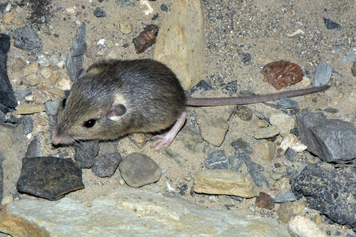 Silky Pocket Mouse