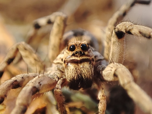 Lycosa fasciiventris