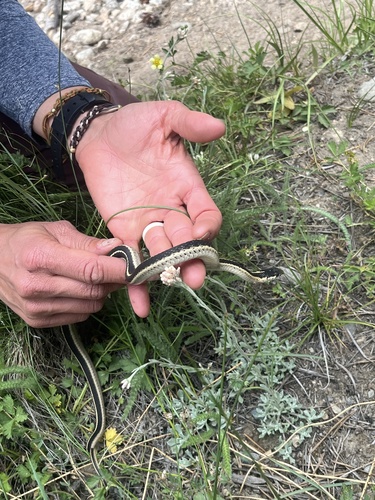 iNaturalist observation photo of Mountain Garter Snake