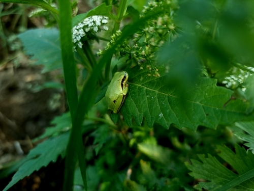 Eastern Tree Frog