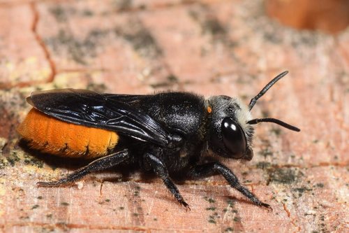 Megachile mystaceana (Michener, 1962)