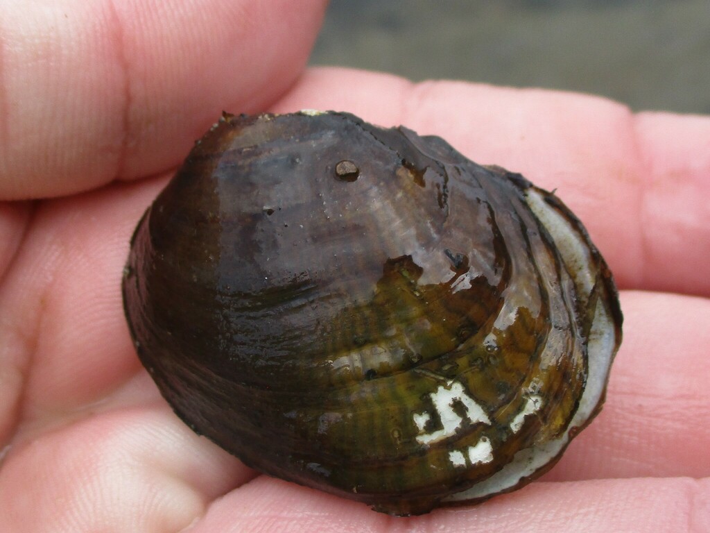 Cincinnati Riffleshell Northern Riffleshell in July 2024 by brandonh1 · iNaturalist