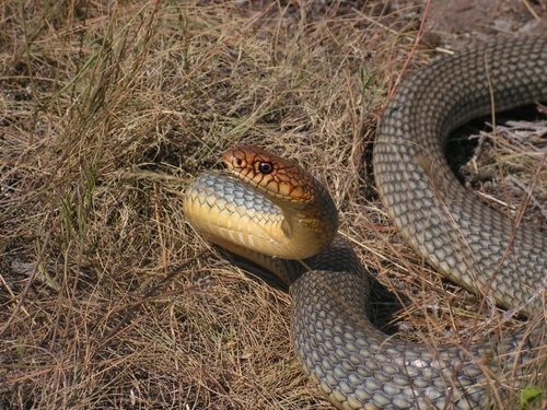 Caspian Whipsnake