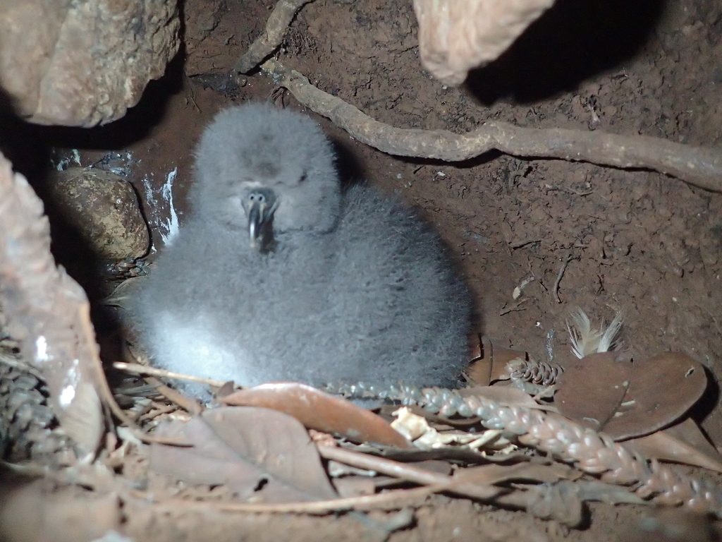 Tahiti Petrel from Thio, Nouvelle-Calédonie on January 8, 2020 at 11:14 ...