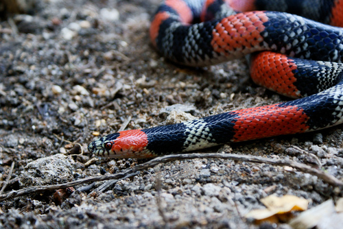 Brazilian False Coral Snake (oxyrhopus Trigeminus) · Inaturalist