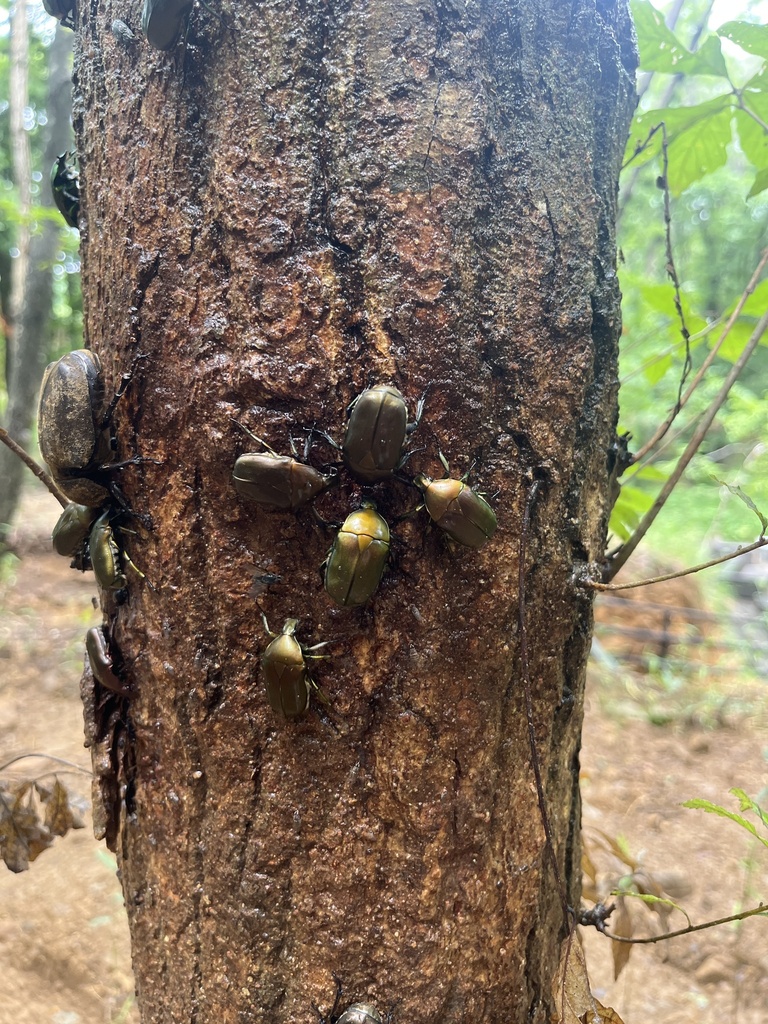 Japanese Drone Beetle from 本州, 那須町, 栃木県, JP on July 17, 2024 at 12:16 ...