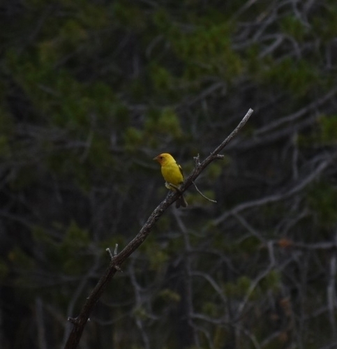 iNaturalist observation photo of Western Tanager