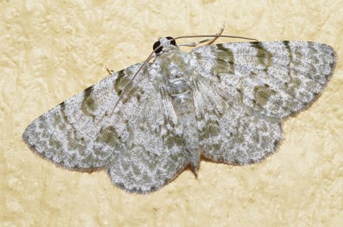 Dyscheralcis crimnodes