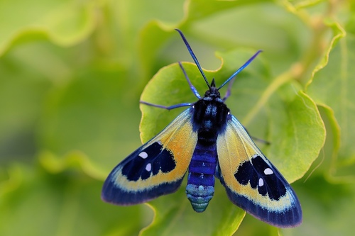 Chrysocale splendens