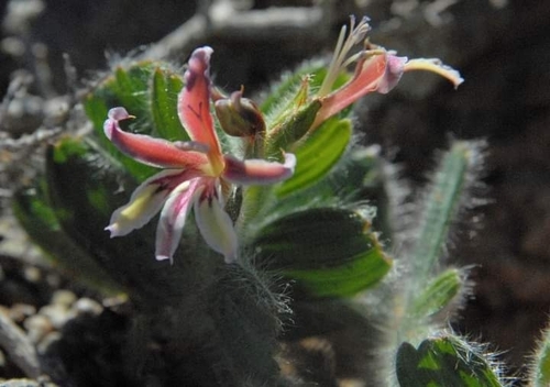 Silky Bobbejaantjie (Babiana lanata)