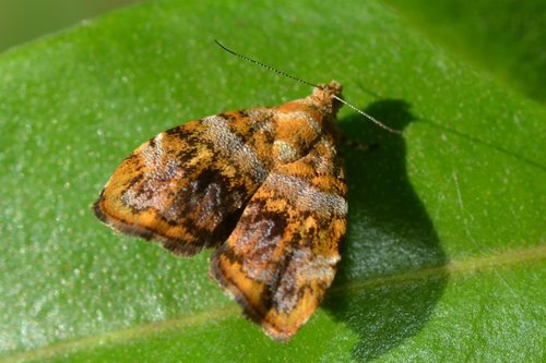 Choreutis ophiosema Lower, 1896