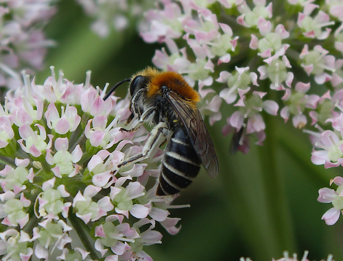 Northern Cellophane Bee