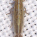Neomegamelanus elongatus - Photo (c) John Schneider, todos los derechos reservados