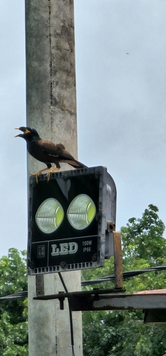 Common Myna