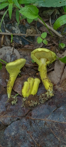Pulveroboletus sokponianus