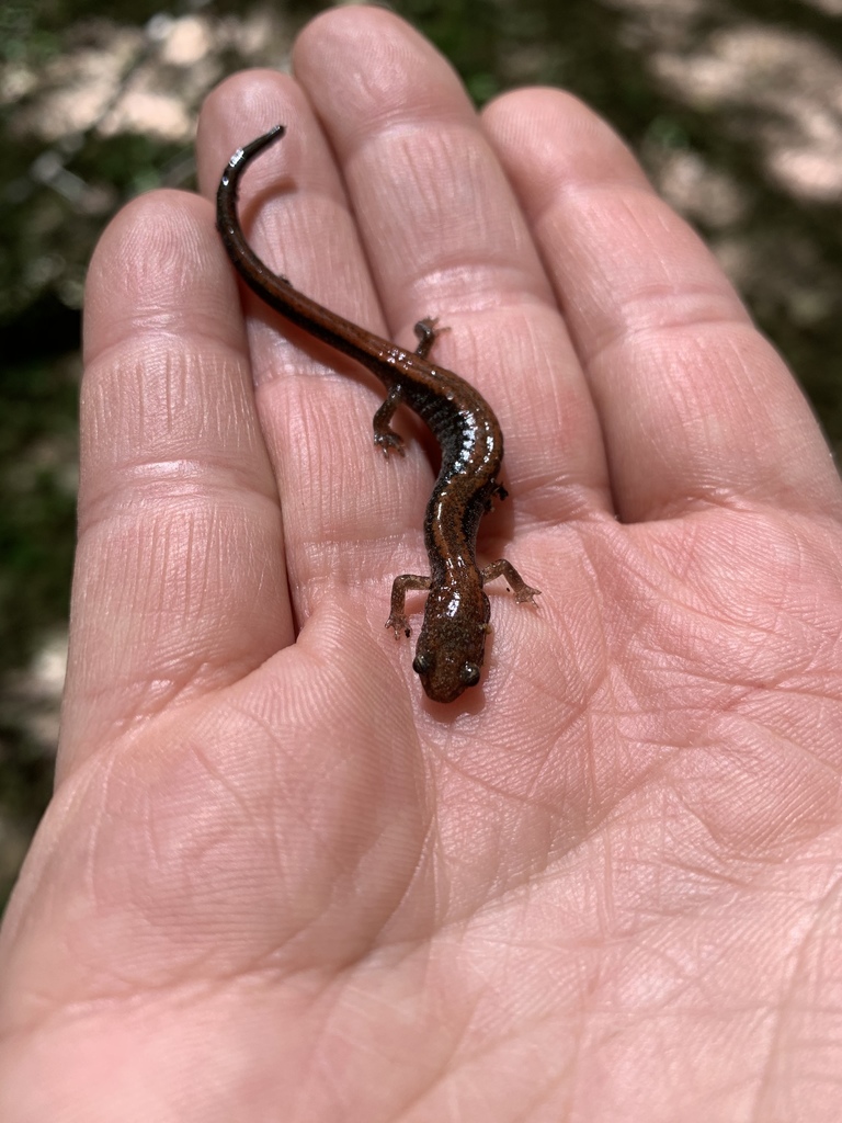 Eastern Redbacked Salamander from 49770, Petoskey, MI, US on June 02, 2019 at 0245 PM by