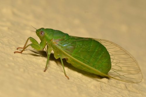 Chlorocysta vitripennis (Westwood, 1851)