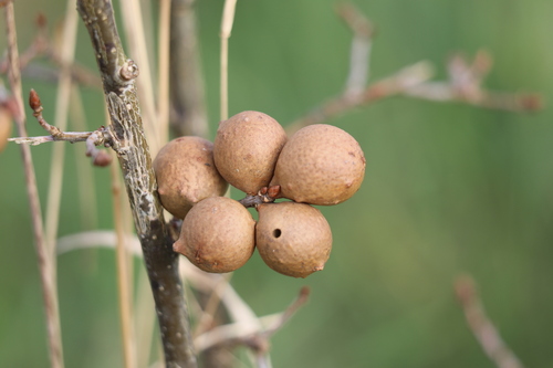 Oak Marble Gall Wasp