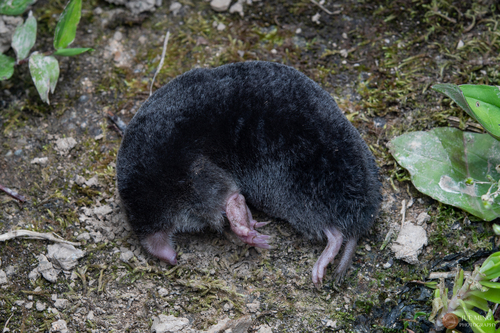 La Touche's Mole (Mogera latouchei) — Data Deficient Mammalia