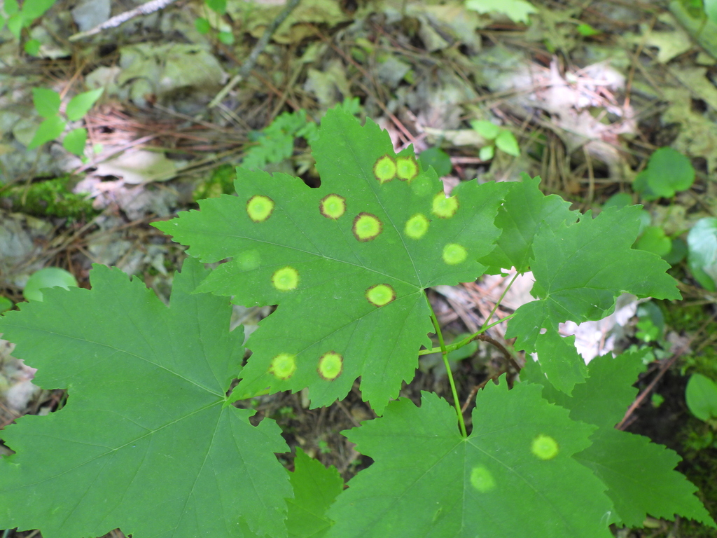 Ocellate Gall Midge from Simcoe County, ON, Canada on June 3, 2024 at ...