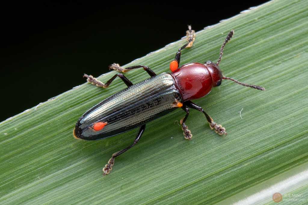 Anachus Insect Anadastus from 中国浙江省杭州市淳安县 on May 11, 2024 at 02:30 PM by 决明 · iNaturalist