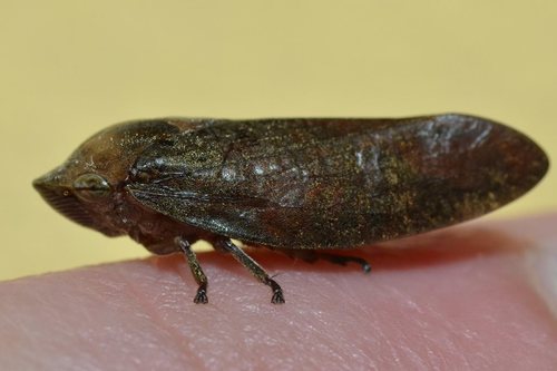 Amarusa