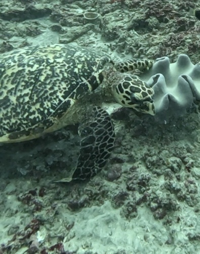Hawksbill Sea Turtle — seen at this dive site