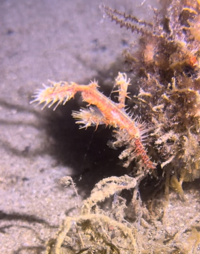 Ornate Ghostpipefish — seen at this dive site