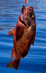 Norway Redfish