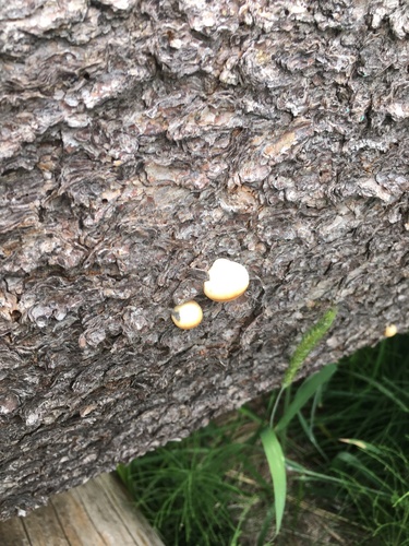 iNaturalist observation photo of Veiled Polypore