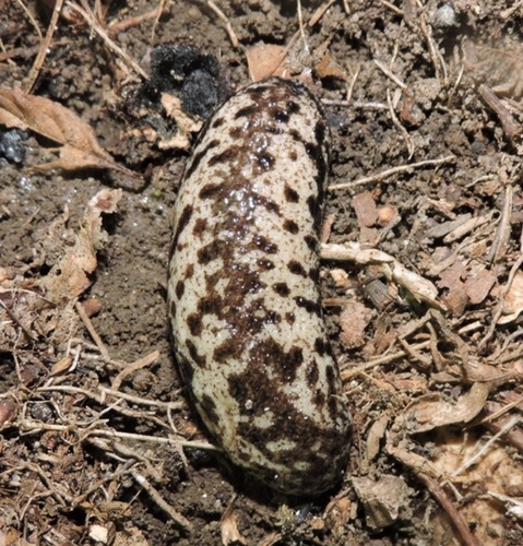 Brown-spotted Mantleslug