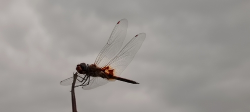 Keyhole Glider