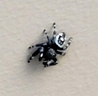 Bold Jumping Spider from Colorado Springs, CO 80905, USA on June 1 ...