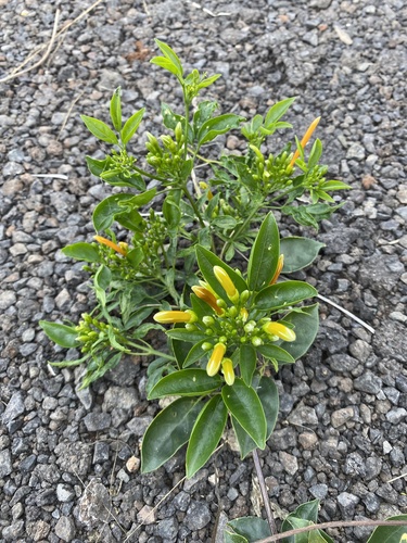 Flame vine