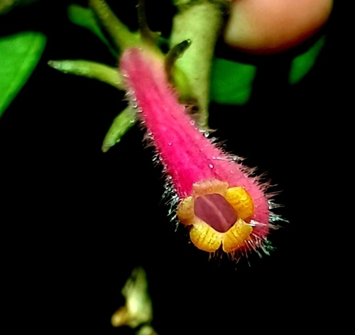 Nematanthus maculatus
