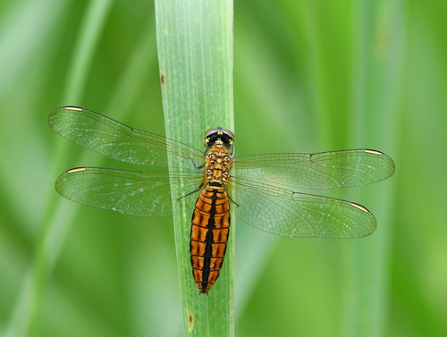 Lyriothemis pallidistigma