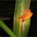 Seropédica Tree Frog - Photo (c) Henrique Nogueira, all rights reserved, uploaded by Henrique Nogueira