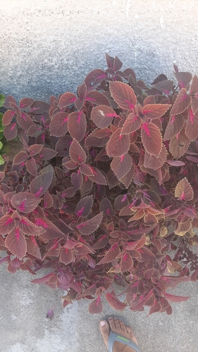 Coleus